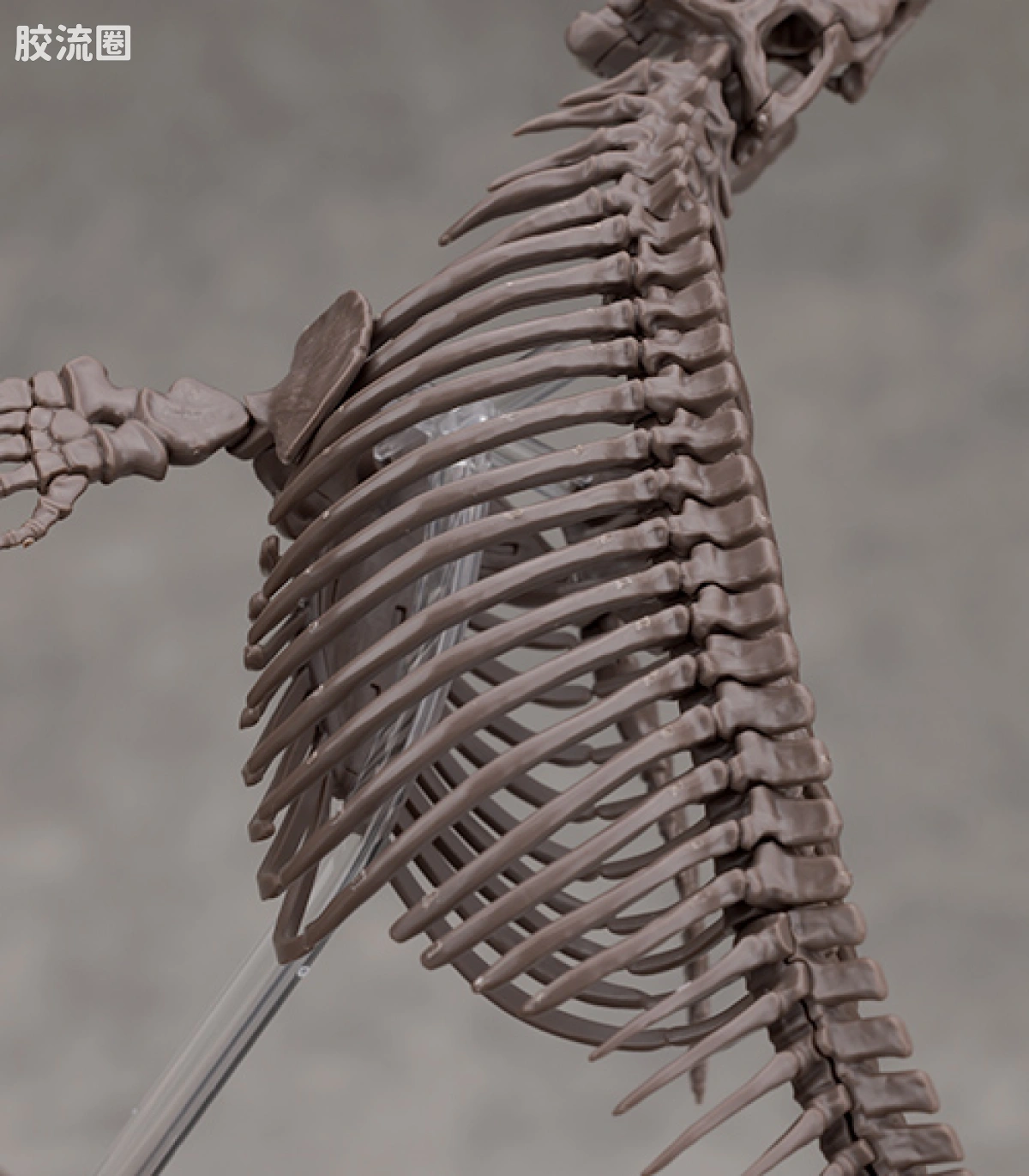 万代综合拼装模型系列 Imaginary Skeleton系列 沧龙 - 图片